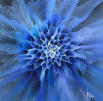 Wild flower series BW