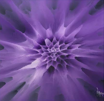 Wild flower series PW